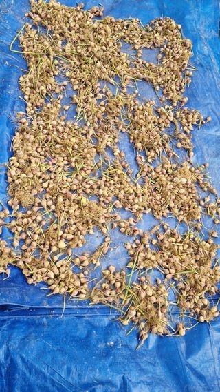 김지철님의 파 · 영농일지 작성글 사진