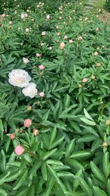 팜모닝 기타작물·영농일지 게시글 이미지