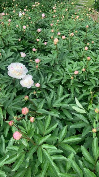 원스피릿팜님의 기타작물 · 영농일지 작성글 사진