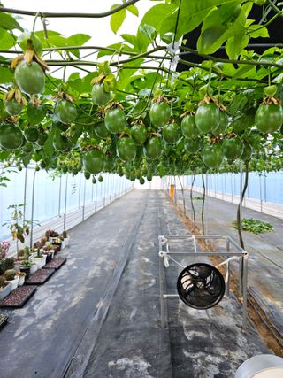 박미라님의 기타작물 · 영농일지 작성글 사진