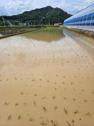 전복수님의 벼 · 영농일지 작성글 사진