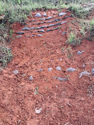 이경숙님의 기타작물 · 영농일지 작성글 사진