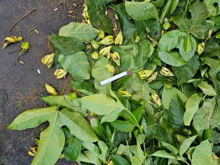 박미라님의 기타작물 · 영농일지 작성글 사진