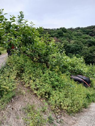 시골농부님의 감 · 영농일지 작성글 사진