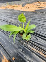 팜모닝 감자·영농일지 게시글 이미지