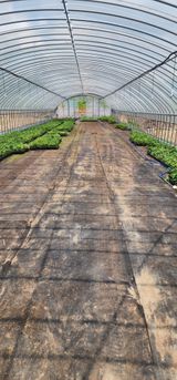 팜모닝 기타작물·영농일지 게시글 이미지