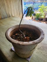 팜모닝 기타작물·영농일지 게시글 이미지