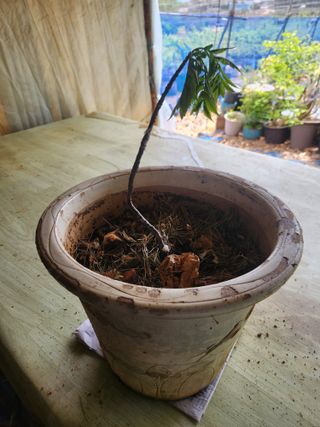 벽창호(죽동농부)님의 기타작물 · 영농일지 작성글 사진