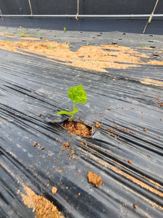 김영준님의 감자 · 영농일지 작성글 사진