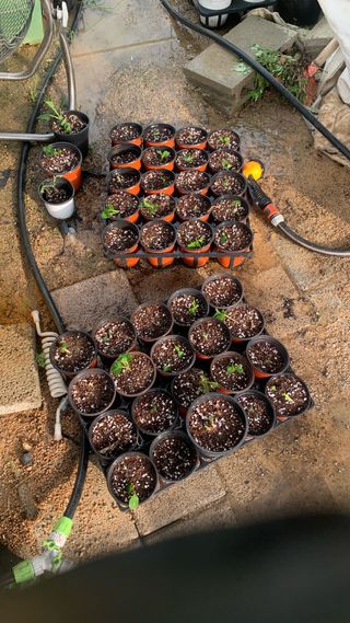 원스피릿팜님의 기타작물 · 영농일지 작성글 사진