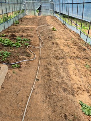 호랑이별님의 기타작물 · 영농일지 작성글 사진