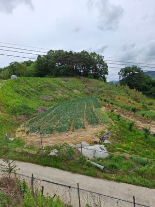 김광자님의 기타작물 · 영농일지 작성글 사진