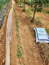 팜모닝 기타작물·영농일지 게시글 이미지