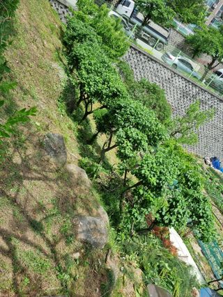 박병철님의 매실 · 영농일지 작성글 사진