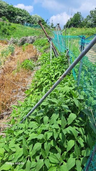 조연만님의 포도 · 영농일지 작성글 사진