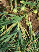 팜모닝 기타작물·영농일지 게시글 이미지