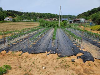김균율님의 기타작물 · 영농일지 작성글 사진