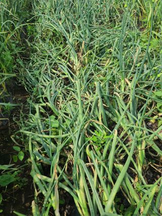 강태원님의 기타작물 · 영농일지 작성글 사진