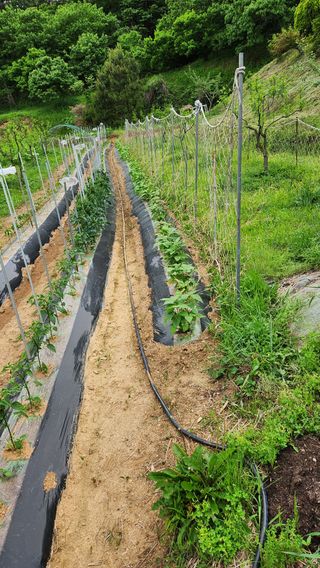현길01021982님의 기타작물 · 영농일지 작성글 사진