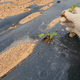 김영준님의 감자 · 영농일지 작성글 사진
