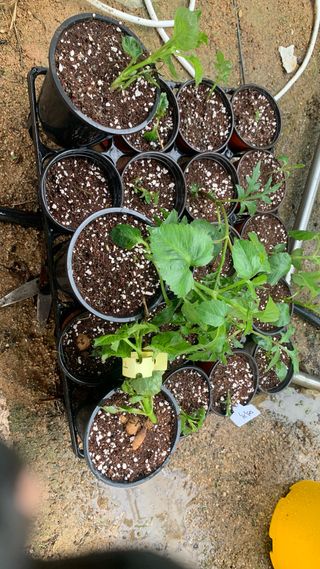 원스피릿팜님의 기타작물 · 영농일지 작성글 사진