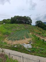 팜모닝 기타작물·영농일지 게시글 이미지