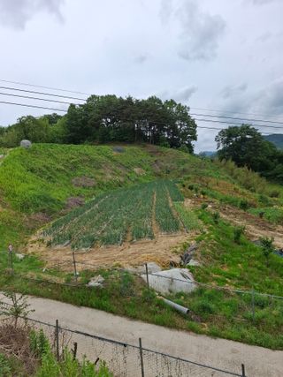 김광자님의 기타작물 · 영농일지 작성글 사진
