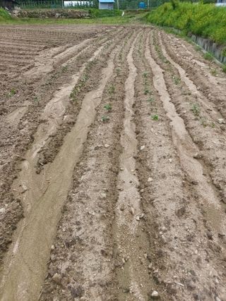 이상근 님의 기타작물 · 영농일지 작성글 사진