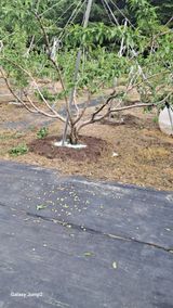 팜모닝 기타작물·영농일지 게시글 이미지