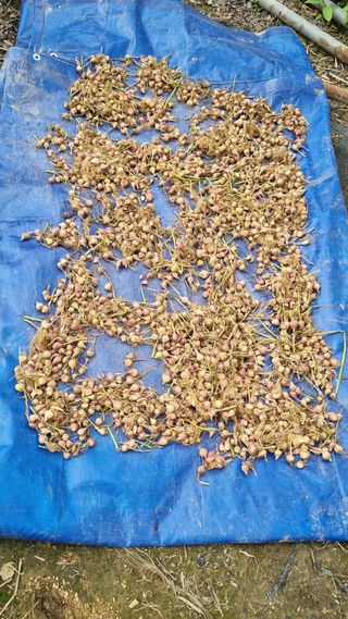 김지철님의 파 · 영농일지 작성글 사진