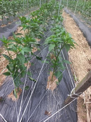 너바라기님의 기타작물 · 영농일지 작성글 사진