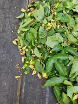 팜모닝 기타작물·영농일지 게시글 이미지