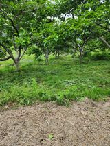 팜모닝 기타작물·영농일지 게시글 이미지