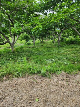 밀양달콤팜님의 기타작물 · 영농일지 작성글 사진