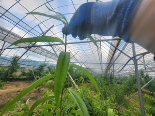 김영준님의 복숭아 · 영농일지 작성글 사진
