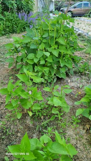 김금순자연산약초님의 기타작물 · 영농일지 작성글 사진