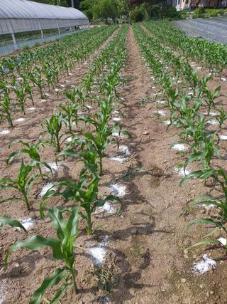 안비님의 기타작물 · 영농일지 작성글 사진