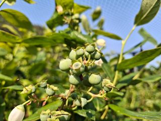 황인근님의 블루베리 · 영농일지 작성글 사진
