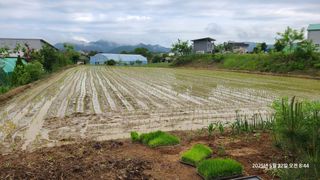 삼신령님의 벼 · 영농일지 작성글 사진