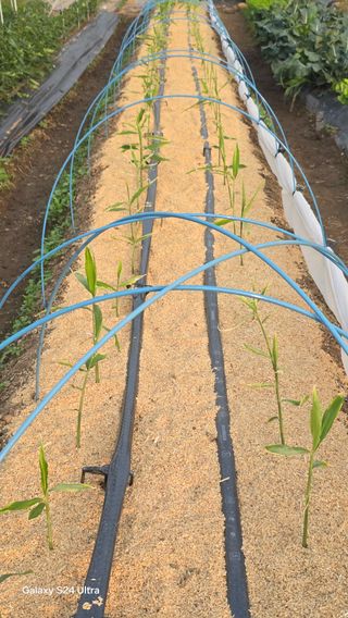 하재은님의 기타작물 · 영농일지 작성글 사진