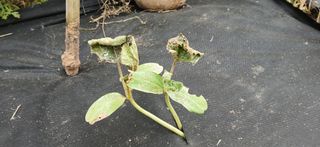 우철님의 기타작물 · 영농일지 작성글 사진