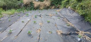 우철님의 기타작물 · 영농일지 작성글 사진