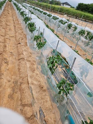 정복화님의 고추 · 영농일지 작성글 사진