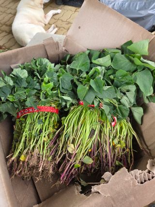 정민지호맘님의 고구마 · 영농일지 작성글 사진