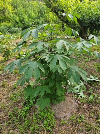 지리산호야님의 기타작물 · 영농일지 작성글 사진