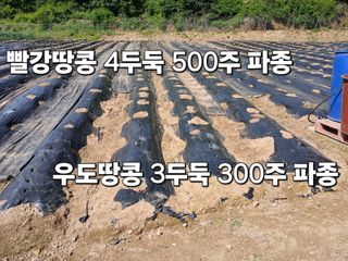 안승호님의 기타작물 · 영농일지 작성글 사진