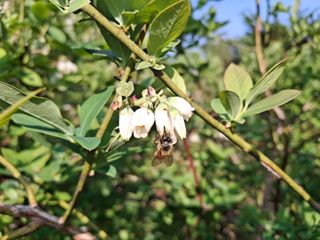 황인근님의 블루베리 · 영농일지 작성글 사진