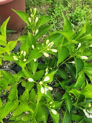 김금순자연산약초님의 기타작물 · 영농일지 작성글 사진