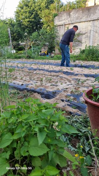 김금순자연산약초님의 기타작물 · 영농일지 작성글 사진