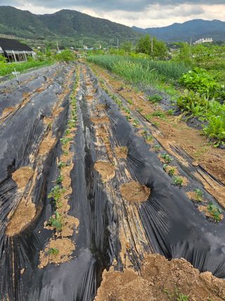 정민지호맘님의 고구마 · 영농일지 작성글 사진